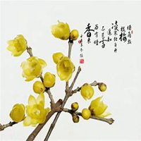 唯美好看腊梅微信头像