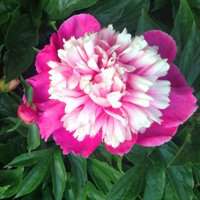 唯美好看芍药微信头像