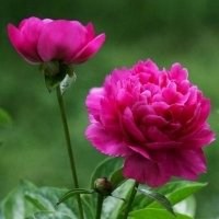 唯美好看芍药微信头像