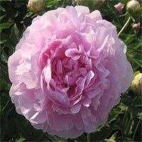 唯美好看芍药微信头像