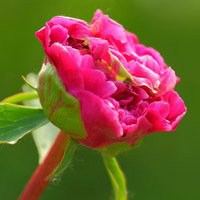 唯美好看芍药微信头像