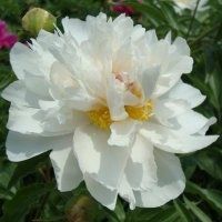 唯美好看芍药微信头像