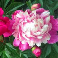 唯美好看芍药微信头像