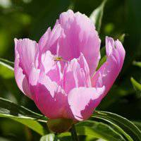 唯美好看芍药微信头像