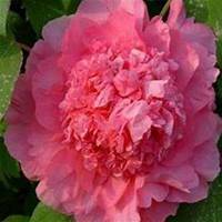 唯美好看芙蓉微信头像