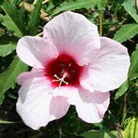 唯美好看芙蓉微信头像