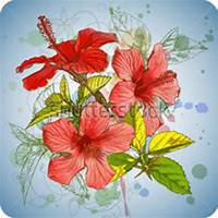 唯美好看芙蓉微信头像