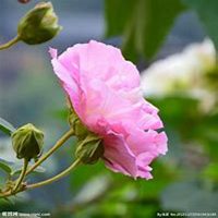 唯美好看芙蓉微信头像