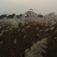 唯美好看芦苇微信头像