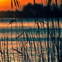 唯美好看芦苇微信头像