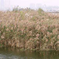 唯美好看芦苇微信头像