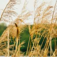 唯美好看芦苇微信头像