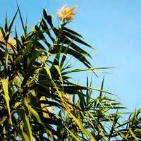 唯美好看芦苇微信头像