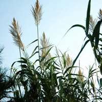 唯美好看芦苇微信头像