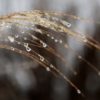 唯美好看芦苇微信头像