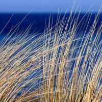 唯美好看芦苇微信头像