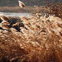 唯美好看芦苇微信头像