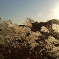 唯美好看芦苇微信头像