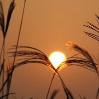 唯美好看芦苇微信头像