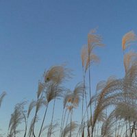 唯美好看芦苇微信头像