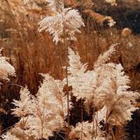 唯美好看芦苇微信头像