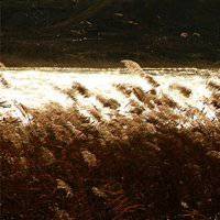 唯美好看芦苇微信头像