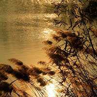 唯美好看芦苇微信头像