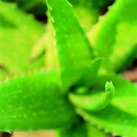 唯美好看芦荟微信头像