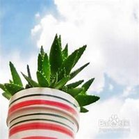 唯美好看芦荟微信头像