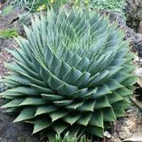 唯美好看芦荟微信头像