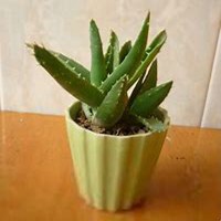 唯美好看芦荟微信头像