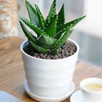 唯美好看芦荟微信头像