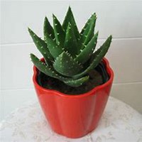 唯美好看芦荟微信头像