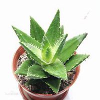 唯美好看芦荟微信头像