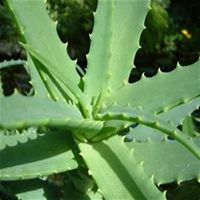 唯美好看芦荟微信头像