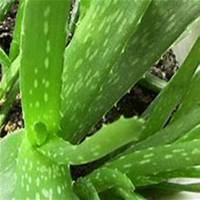 唯美好看芦荟微信头像