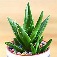 唯美好看芦荟微信头像