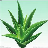 唯美好看芦荟微信头像