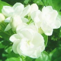 唯美好看茉莉花微信头像