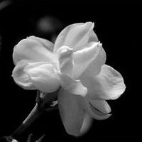 唯美好看茉莉花微信头像