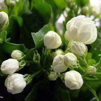 唯美好看茉莉花微信头像