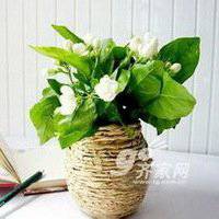 唯美好看茉莉花微信头像