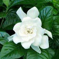 唯美好看茉莉花微信头像