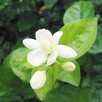 唯美好看茉莉花微信头像