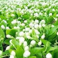 唯美好看茉莉花微信头像