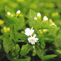 唯美好看茉莉花微信头像