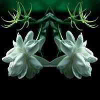 唯美好看茉莉花微信头像