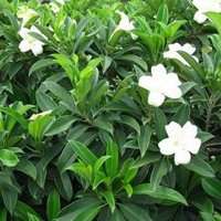 唯美好看茉莉花微信头像