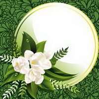 唯美好看茉莉花微信头像