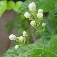 唯美好看茉莉花微信头像